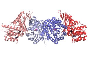 Pseudomonas aldolase–dehydrogenase assembly PDB 1NVM