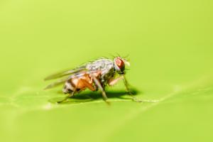 brown fruit fly perching on green leaf