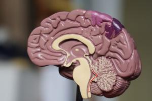 brown brain decor in selective-focus photography