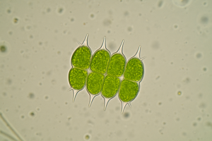esrf-1781683749.png