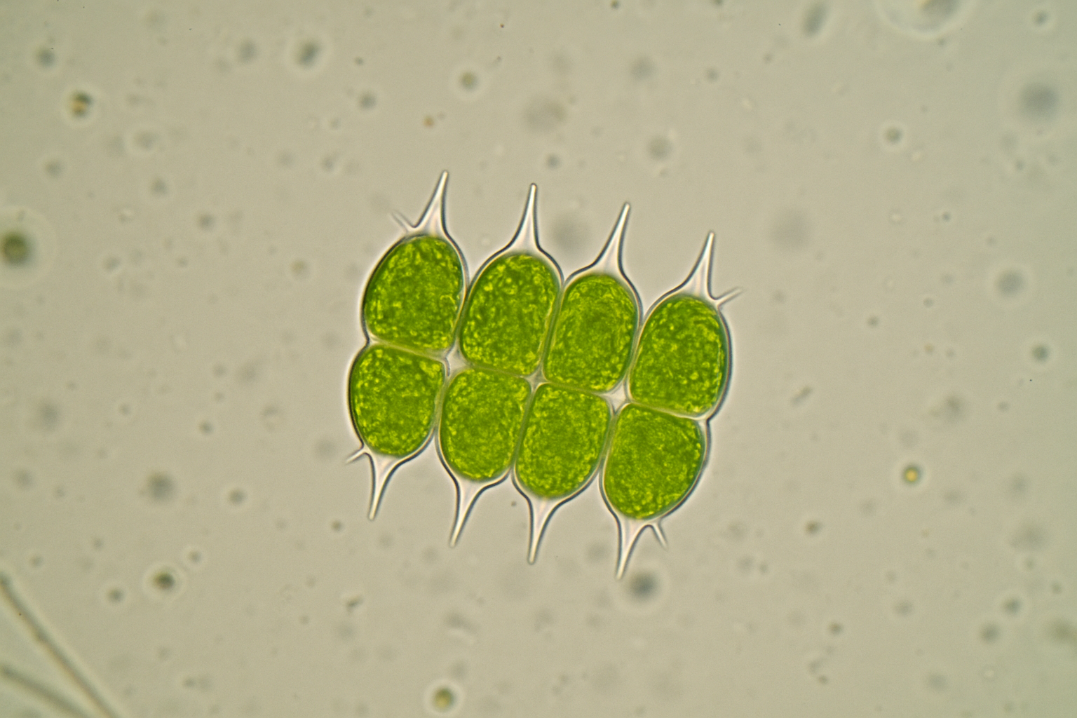 esrf-1781683749.png